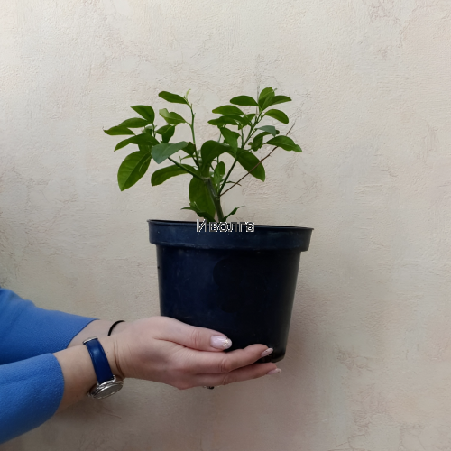 Лимон комнатный, саженец 1 шт Лимон комнатный, саженец 1 шт