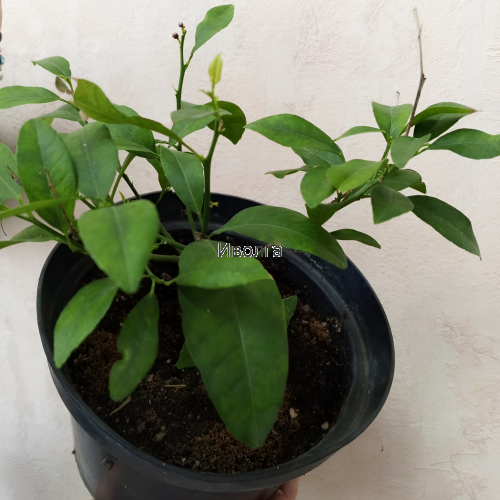 Лимон комнатный, саженец 1 шт фото 2 Лимон комнатный, саженец 1 шт фото 2